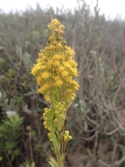 Solidago confinis