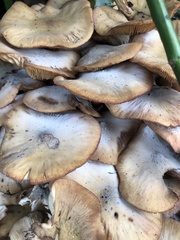 Armillaria