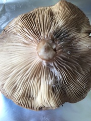 Armillaria