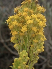 Solidago confinis