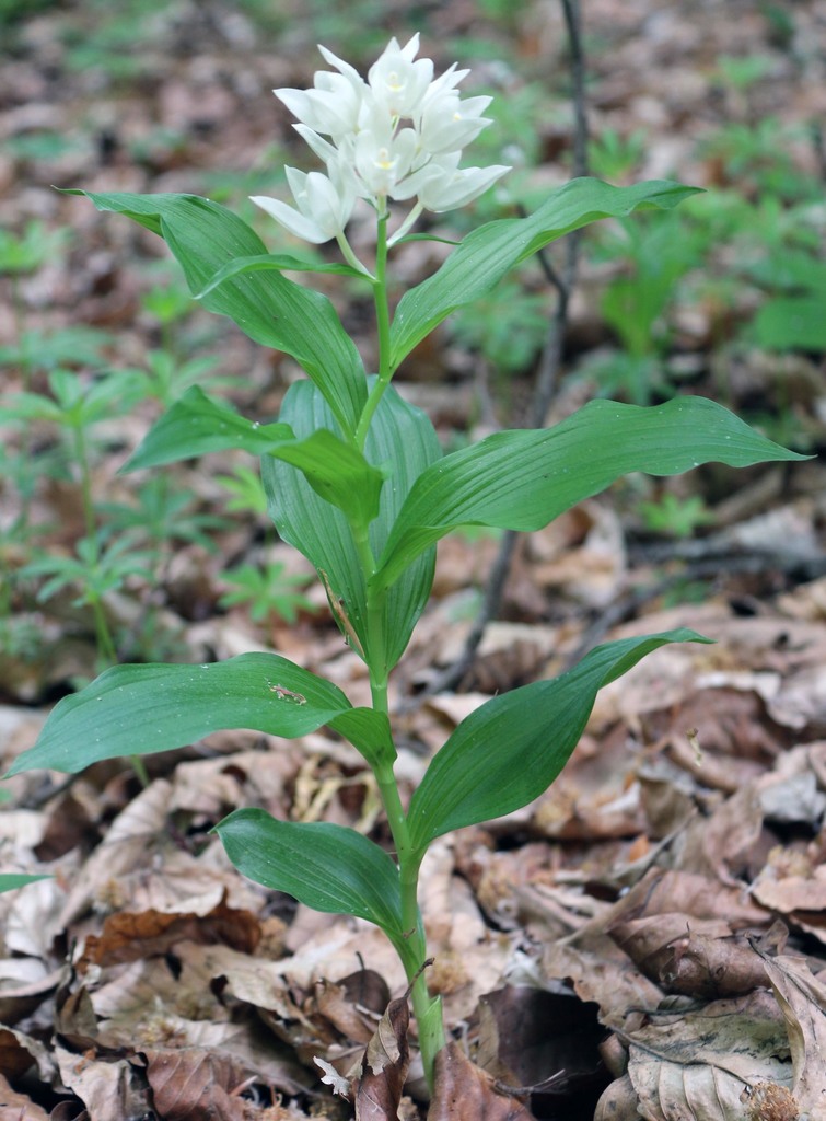 Cephalanthera caucasica