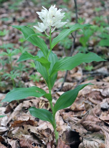 Cephalanthera caucasica