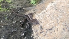Anolis sagrei