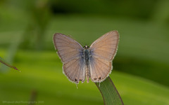 Euchrysops cnejus cnejus