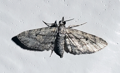 Eupithecia longidens