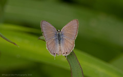 Euchrysops cnejus cnejus