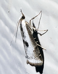 Microcrambus croesus