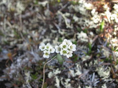 Eutrema edwardsii