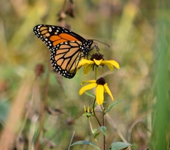 Danaus plexippus