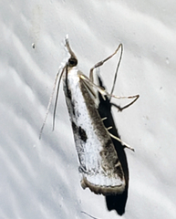 Microcrambus croesus