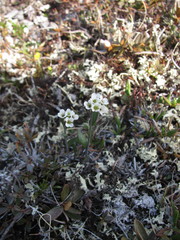 Eutrema edwardsii