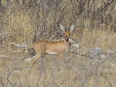 Raphicerus campestris steinhardti