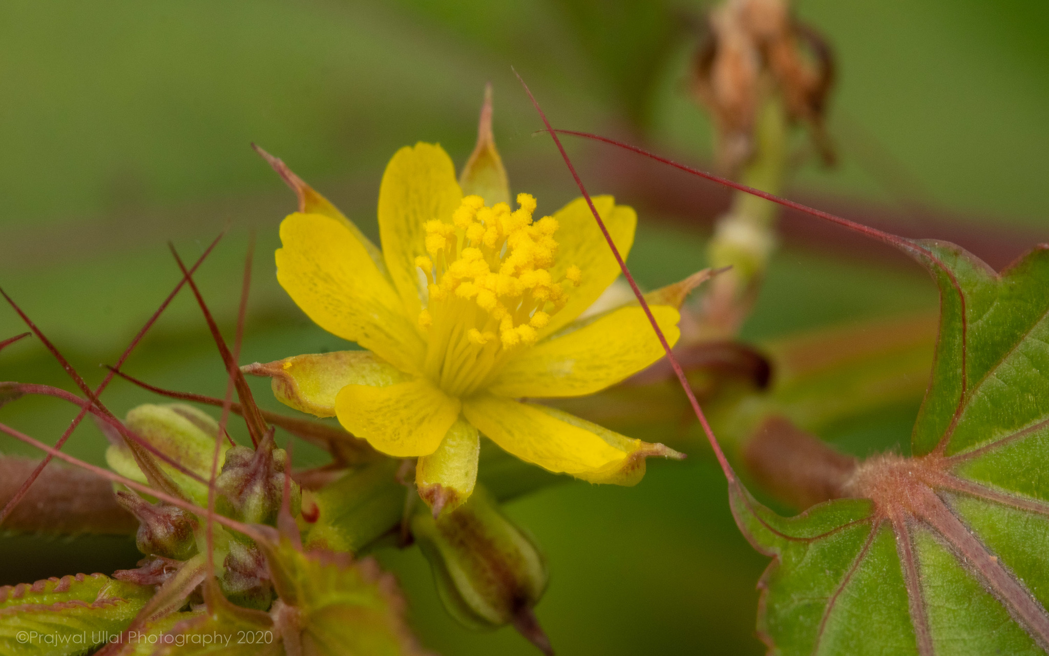 Corchorus