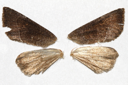 Blazing Star Borer Moth photo 4