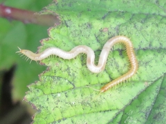 Stenotaenia linearis