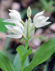 Cephalanthera caucasica