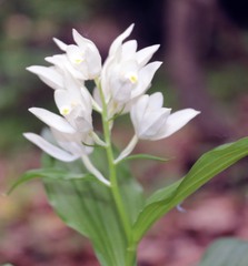 Cephalanthera caucasica