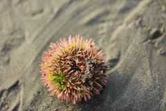 Lytechinus variegatus carolinus