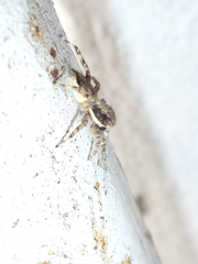 Menemerus bivittatus