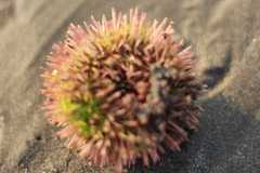 Lytechinus variegatus carolinus