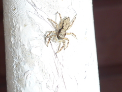 Menemerus bivittatus