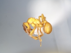 Cyphomyrmex