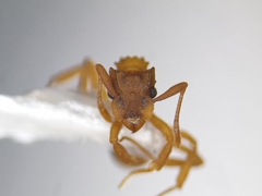 Cyphomyrmex