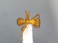 Cyphomyrmex