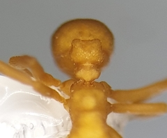 Cyphomyrmex