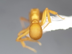 Cyphomyrmex