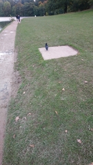 Corvus corone corone