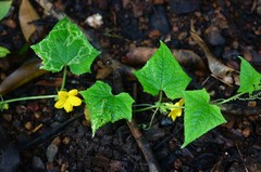 Cucumis sativus hardwickii