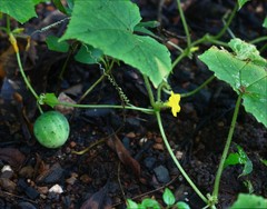 Cucumis sativus hardwickii