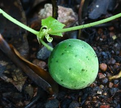 Cucumis sativus hardwickii