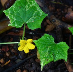 Cucumis sativus hardwickii