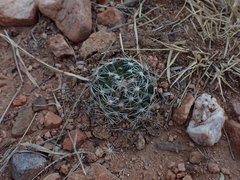 Mammillaria wrightii
