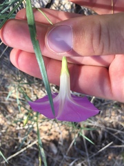 Ipomoea ternifolia