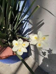 Dietes