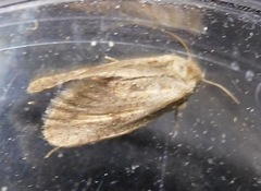 Acrolophinae
