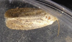 Acrolophinae