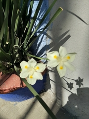Dietes