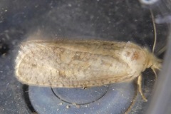 Acrolophinae