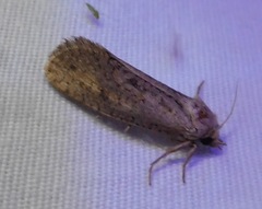 Acrolophinae
