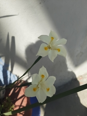 Dietes