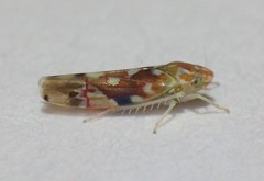 Erythroneura reflecta