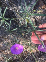 Ipomoea ternifolia