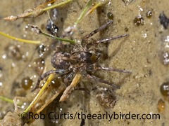 Arctosa emertoni