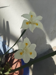 Dietes