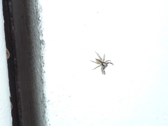 Menemerus bivittatus