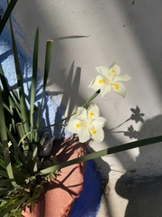 Dietes